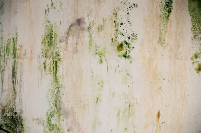 How To Remove Mold From a Bathroom in Memphis, TN How To Remove Mold From a Bathroom in Memphis, TN