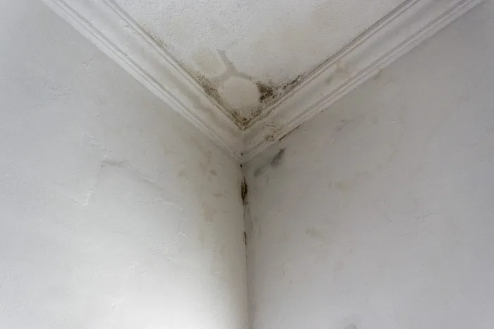 How To Remove Mold From a Bathroom Memphis, TN How To Remove Mold From a Bathroom Memphis, TN