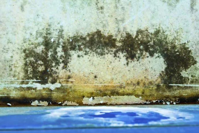 How To Remove Mold From Walls in Memphis, TN How To Remove Mold From Walls in Memphis, TN