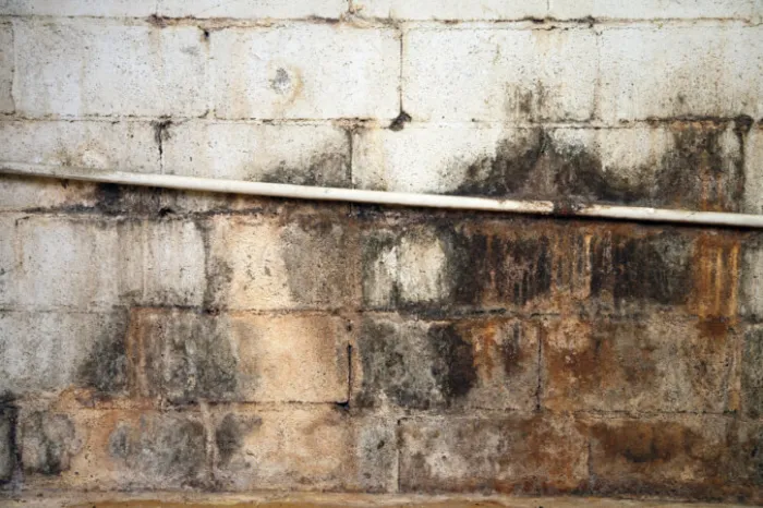 How To Remove Mold From Walls Memphis, TN How To Remove Mold From Walls Memphis, TN