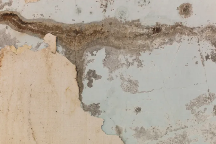 Reliable Mold Removal Service in Memphis, TN Reliable Mold Removal Service in Memphis, TN